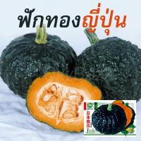 ราคา เมล็ดฟักทองญี่ปุ่น 20เมล็ด เมล็ดพันธุ์ฟักทองญี่ปุ่น Japanese Pumpkin Seeds (8274415940)