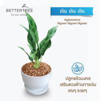 ราคา ต้นไม้พร้อมปลูก กระถางดินเผาสีขาว 3 5 นิ้วพร้อมจานรอง ฟรี หินตกแต่ง (24029930859)