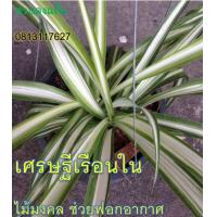 ราคา เศรษฐีเรือนใน ต้นเศรษฐีเรือนใน ว่านเศรษฐีเรือนใน เศรษฐีเรือนนอก ต้นไม้มงคล ต้นไม้ฟอกอากาศ สวนลุงแท็ค (4738664874)