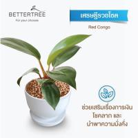 ราคา ต้นไม้พร้อมปลูก กระถางดินเผาสีขาว 3 5 นิ้วพร้อมจานรอง ฟรี หินตกแต่ง (21284434925)