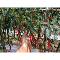 ราคา เมล็ดพันธุ์พริกยาวโจลอง (8833016281)