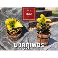 ราคา ต้นโกสนพันธุ์ มงกุฏเพชร ไซส์เล็ก กระถาง 5 สูง 15 20 เซนติเมตร ซื้อ 10 แถม 1 จัดส่งแบบถอดกระถาง รับประกันสินค้า (18264435808)