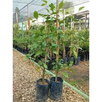 ราคา ต้นบุหงารำไป เพาะชำ (24165354808)