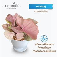 ราคา ต้นไม้พร้อมปลูก กระถางดินเผาสีขาว 3 5 นิ้วพร้อมจานรอง ฟรี หินตกแต่ง (21284434920)
