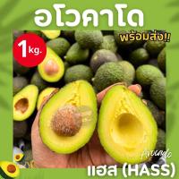 ราคา DD แฮส ราชาอโวคาโด้ Hass 1กิโลกรัม อโวคาโด้พันธ์ุเเฮส Avocado อโวคาโด พันธุ์แฮส อโวคาโด้แฮส แฮสนิวซีเเลนด์ ราชาอโวคาโด อโวคาโด้ อโวคาโด อะโวคาโดสด อโวคาโดสดจากสวนบนดอย เก็บจากสวนทุกวันเน่าเสียรับเคลม 