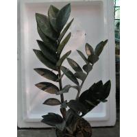 ราคา กวักมรกตดำ กวักดำ กวักนิล กระถาง 4 นิ้ว ไม้ฟอกอากาศ ไม้มงคล (21695451918)