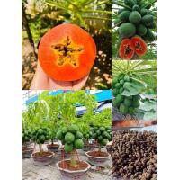 ราคา เมล็ดมะละกอเรดเลดี้ เนื้อสีแดง (21467417686)