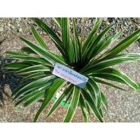 ราคา ต้นเศรษฐีเรือนนอก Spider Plant ไม้มงคล พร้อมกระถาง 3 นิ้ว สีดำ (10045383192)