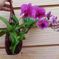 ราคา Home garden กล้วยไม้ หวายแคระใส่ในตะกร้อพร้อมแขวนมีดอกทุกต้นสวยๆ (4207484318)