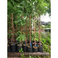 ราคา ต้นมะขามหวานสีทองถุงใหญ่ จากสวนมะขามหมีเพชรบูรณ์ แท้100 ส่งฟรี (22426842073)