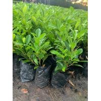 ราคา ต้นไทรเกาหลี ชุดละ 20ต้น ไทรเกาหลี ค่าส่งเหมาทักแชท 15 25 ซม พร้อมถุงชำ 2 นิ้ว ขั้นต่ำ10ต้น ใช้เยอะทักแชทค่ะ (2534016246)