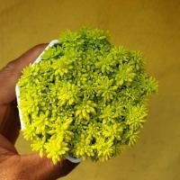 ราคา ต้นไม้อวบน้ำ กุหลาบหิน แพรทองแคระ Sedum Minus Aureus ต้นเศรษฐีแพรทอง succulent เมล็ดพันธุ์พืช (16012382011)