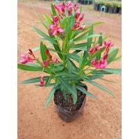 ราคา ต้นยี่โถแคระ ต้นเตี้ยติดดอกทั้งปี ให้ดอกดกสีชมพูเข้มสวย มีกลิ่นหอม (17532700813)