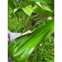 ราคา ใบพลับพลึงใหญ่ ต้นใหญ่ ใบใหญ่ ตัดสดๆ (24528426813)