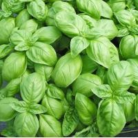 ราคา เมล็ดพันธุ์ อิตาเลี่ยนเบซิล Italian Large Leaf Basil Seed 400 เมล็ด ของแท้ คุณภาพดี (23968337555)