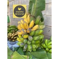 ราคา กล้วยหิน หน่อกล้วยหิน (16335477459)