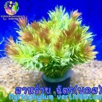 ราคา สาหร่ายฉัตร พอส Myriopghyllum verticillatum (9574072660)