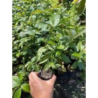 ราคา ต้นตะแบก ชุดละ 10 ต้น เพาะเมล็ด 20 30 เซน เสีนหายเคลมฟรี (18221400779)