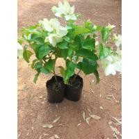 ราคา ต้นดอนญ่าขาว ไม้ประดับตกแต่งสวน ใบสีขาวสวย (18739710926)