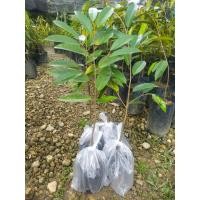 ราคา ต้นทุเรียนพวงมณี เสียบยอด (22589462103)