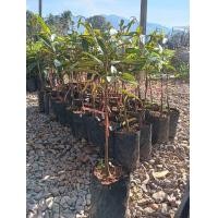 ราคา ต้นทุเรียนพวงมณี เสียบยอด (13771011655)