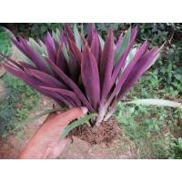 ราคา ว่านกาบหอยชุด10ต้น70บาท หรือ ว่านกาบหอยแครง ต้นว่านกาบหอยแบบถอนราก ล้างราก ต้นใหญ่พร้อมปลูก (1237022040)