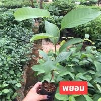 ราคา ต้นพะยอม 60 100ซม พยอม ต้นพะยอม พะยอม ไม้เศรษฐกิจ ไม้มงคล (9133925760)