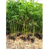 ราคา ไผ่กิมซุง หรือ ไผ่ตงลืมแล้ง สูง80 100ซม (7622798682)