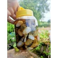ราคา หอยเสียบ ดองเกลือ ดองน้ำปลา สด ใหม่ หวาน (24293318899)