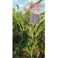 ราคา ข้าวฟ่างขาว เมล็ดพันธุ์หญ้าเลี้ยงสัตว์ 1 กก พร้อมปลูกค่ะ (10992170387)