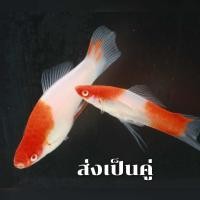 ราคา สวยงามมาก อาหารปลาดี นิยมมากตอนนี้ ส่งคู่ สอดแซนต้าคอสอาหารปลาสอดรวมเกรดสวยงาม (24525226739)