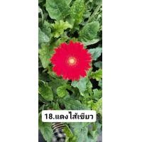 ราคา ดอกเยอบีร่า สีแดงไส้เขียว (20642423712)