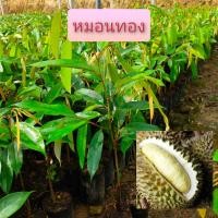 ราคา ต้นพันธุ์ทุเรียนก้านยาว พวงมณี หมอนทอง ชะนีไข่ แดงอินโด หลงลับแล ทองลินจง มูซานคิง มูซานคิง นกกระจิบ กระดุมทอง กบชายน้ำ สาริกา หลินลับแล (14426560206)