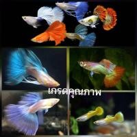 ราคา สวยงามมาก นิยมมากตอนนี้ คละสีคละเพศลายสวยๆ อาหารปลา ปลาหางนกยูง ชุดละ2ต เกรดA (24510851644)