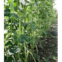 ราคา เมล็ดพันธุ์ถั่วฟักยาวเนื้อ พันธุ์ดก บรรจุ40เมล็ด 3แถม1 (7455147419)