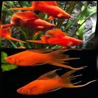 ราคา สวยงามมาก อาหารปลาดีนิยมมากตอนนี้ ส่งคู่ สอดแดงหางดาบ อาหารปลาสอดรวมเกรดสวยงาม (24525344133)