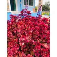 ราคา ต้นฤษีผสม สายพันธุ์ไทย นามปลากัด ใบสวยงามมาก (15179802257)