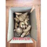 ราคา ว่านพะตะบะ 1เหง้า ขับไล่สิ่งไม่ดี สมุนไพร ว่านพระตะบะ ว่านพระยาตะบะ ว่านพระตบะ ไม้มงคล (12943097029)