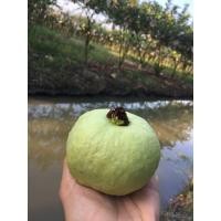 ราคา ฝรั่งกิมจู ตัดสดจากสวนบ้านแพ้ว (20387726701)