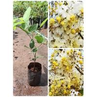 ราคา ต้นดอกคูณขาว เพาะเมล็ด สั่งซื้อ 5ต้น แถมฟรี 1ต้น ไม้มงคล ให้ร่มเงา ดอกดกมีกลิ่นหอม ต้นพร้อมปลูก (22114397095)