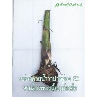 ราคา หน่อกล้วยน้ำว้า ปากช่อง 50 จากต้นเพาะเลี้ยงเนื้อเยื่อ Pisang Awak Banana Shoot (2938198189)
