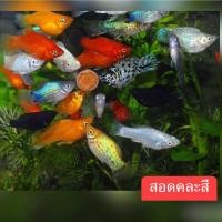 ราคา สวยงามมาก อาหารปลาดี นิยมมากตอนนี้ ส่งคู่ สอดรวมคละสี อาหารปลาสอดรวมเกรดสวยงาม (24524868303)