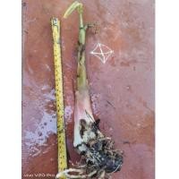 ราคา หน่อพันธุ์กล้วยงาช้าง หน่อขุด (24367339518)