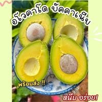 ราคา Dragon จัดดส่งฟรี Avocado อโวคาโด 1กิโลกรัม พันธุ์บัคคาเนีย อโวคาโด้ อโวคาโด อะโวคาโดสด อโวคาโดสดจากสวนบนดอย เก็บจากสวนทุกวันเน่าเสียรับเคลม อโวคาโด้ อโวคาโด้ อโวคาโด อะโวคาโดสด (22496602008)