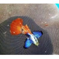 ราคา อาหารปลาคุณภาพ หางนกยูงคัดเกรด หูช้างเรดเทล ต่อ1 ต (24506051341)