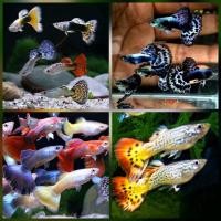 ราคา สวยงามมาก นิยมมากตอนนี้ คละสีคละเพศลายสวยๆ อาหารปลา ปลาหางนกยูง ชุดละ2ต เกรดA (24511050016)