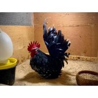 ราคา ไข่เชื้อ ไก่แจ้ สีกระดำ ไก่เตี้ย (18323827554)