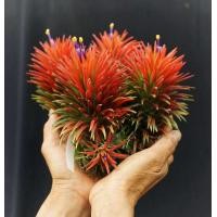 ราคา ต้น ฟอร์มสวย 1หัว ทิวแลนเซีย สับปะรดหัวสี ต้นไม้ พันธุ์ต้นไม้ Tillandsia ฟูโก้ ทิลแลนเซีย ไม้รากอากาศ สับปะรดอากาศ (21513638766)