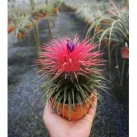 ราคา ต้น ฟอร์มสวย 1หัว ทิวแลนเซีย สับปะรดหัวสี ต้นไม้ พันธุ์ต้นไม้ Tillandsia ฟูโก้ ทิลแลนเซีย ไม้รากอากาศ สับปะรดอากาศ (21513682198)