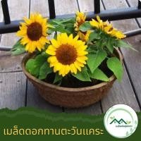 ราคา เมล็ดพันธุ์ดอกไม้ เมล็ดพันธุ์ดอกทานตะวันแคระ ซันไบร์ทคิดส์ พุ่มดอกเยอะ สีสวย เมล็ดพันธุ์ให้ผลผลิตสูง เมล็ดพันธุ์คุณภาพดี เมล็ดพันธุ์ที่ให้คุณค่าทางโภชนาการ Home Garden Seeds for planting การจัดส่งที่ 